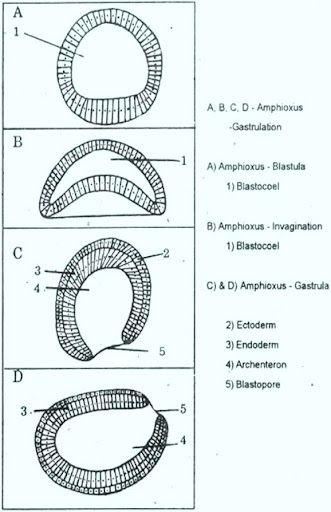 blastopore archenteron blastocoel